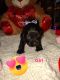 Other Puppies for sale in Cleveland, TN, USA. price: NA
