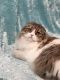 Other Cats for sale in Wasilla, AK 99654, USA. price: $1,450