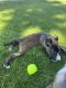Other Puppies for sale in Mesa, AZ, USA. price: NA