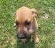 Other Puppies for sale in Brooksville, FL 34601, USA. price: NA