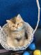 Other Cats for sale in Arlington, TX, USA. price: $1,100