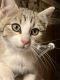 Other Cats for sale in Lovington, NM 88260, USA. price: NA