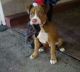 Other Puppies for sale in Long Beach, CA, USA. price: NA