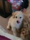 Other Puppies for sale in Elk River, MN 55330, USA. price: $45,000