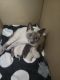 Other Cats for sale in Alto, GA 30510, USA. price: $150