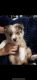 Other Puppies for sale in New York, NY, USA. price: $3,500