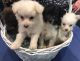 Other Puppies for sale in Perry, GA, USA. price: NA