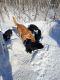 Other Puppies for sale in Naytahwaush, MN, USA. price: $400