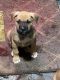 Other Puppies for sale in Sioux Falls, SD, USA. price: $250