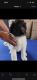 Other Puppies for sale in Centerton, AR, USA. price: NA