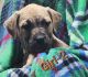 Other Puppies for sale in Cumberland, MD 21502, USA. price: NA