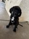 Other Puppies for sale in Tucson, AZ, USA. price: $50