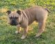 Other Puppies for sale in Baton Rouge, LA, USA. price: $4,500