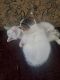 Other Cats for sale in Las Vegas, NV, USA. price: $100