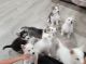 Other Puppies for sale in Yuma, AZ, USA. price: NA