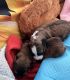 Other Puppies for sale in Rochester, NH, USA. price: $900