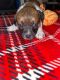 Other Puppies for sale in Twin Rocks, PA 15960, USA. price: NA