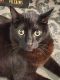 Other Cats for sale in Tacoma, WA 98446, USA. price: NA