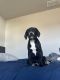 Other Puppies for sale in Des Moines, IA, USA. price: NA