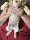 Other Puppies for sale in Bristow, IA 50611, USA. price: NA
