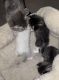 Other Cats for sale in Poway, CA, USA. price: NA