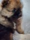 Other Puppies for sale in Hilo, HI 96720, USA. price: NA
