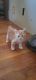 Other Cats for sale in West Chicago, IL 60185, USA. price: $450