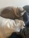 Other Cats for sale in Santee, CA 92071, USA. price: NA