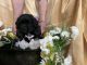 Other Puppies for sale in Elizabeth, CO 80107, USA. price: NA