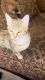 Other Cats for sale in Phillips Ranch, CA 91766, USA. price: NA