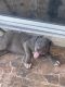 Other Puppies for sale in Victorville, CA, USA. price: NA