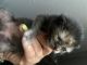 Other Cats for sale in Oxnard, CA, USA. price: NA