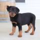 Other Puppies for sale in St. Louis, MO, USA. price: $700