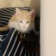Other Cats for sale in Grand Rapids, MI, USA. price: NA