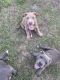 Other Puppies for sale in Lehigh Acres, FL 33971, USA. price: NA