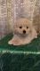 Other Puppies for sale in San Diego, CA, USA. price: $1,000