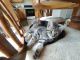 Other Cats for sale in Webster, NY 14580, USA. price: $80