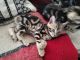 Other Cats for sale in Webster, NY 14580, USA. price: $150