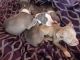 Other Puppies for sale in Danville, IL, USA. price: NA