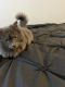 Other Cats for sale in Oakland, CA 94606, USA. price: $150