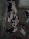 Other Puppies for sale in Porterville, CA 93258, USA. price: NA
