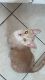 Other Cats for sale in Hinesville, GA 31313, USA. price: $85