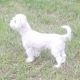 Other Puppies for sale in Farmville, VA 23901, USA. price: NA