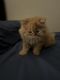 Other Cats for sale in Carol Stream, IL, USA. price: $800