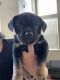 Other Puppies for sale in Riverside, CA 92506, USA. price: $500
