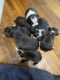 Other Puppies for sale in Des Moines County, IA, USA. price: $400