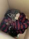 Other Cats for sale in Stockbridge, GA, USA. price: $2,000