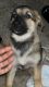 Other Puppies for sale in Myrtle Beach, SC, USA. price: $3,000