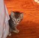 Other Cats for sale in Quinlan, TX 75474, USA. price: NA