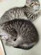 Other Cats for sale in Lodi, CA, USA. price: $50